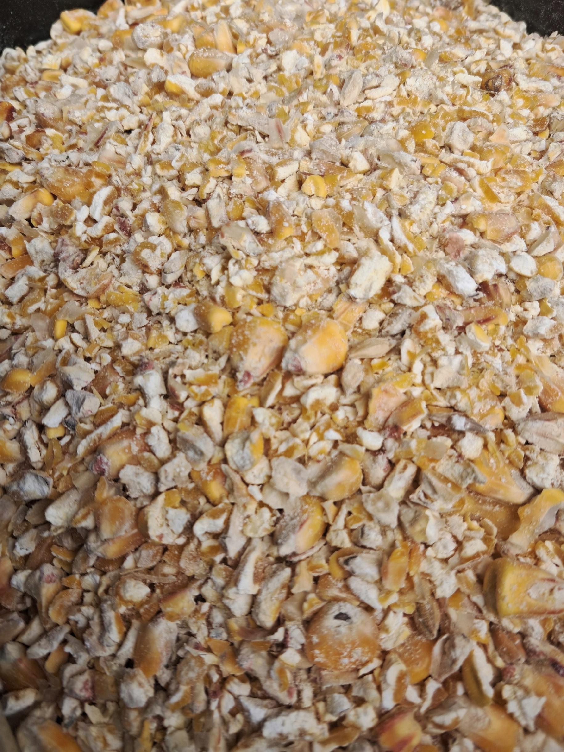 Kukurydza Corn Miazga Łamana Kruszona Zanęta na Ryby Karpie 20kg